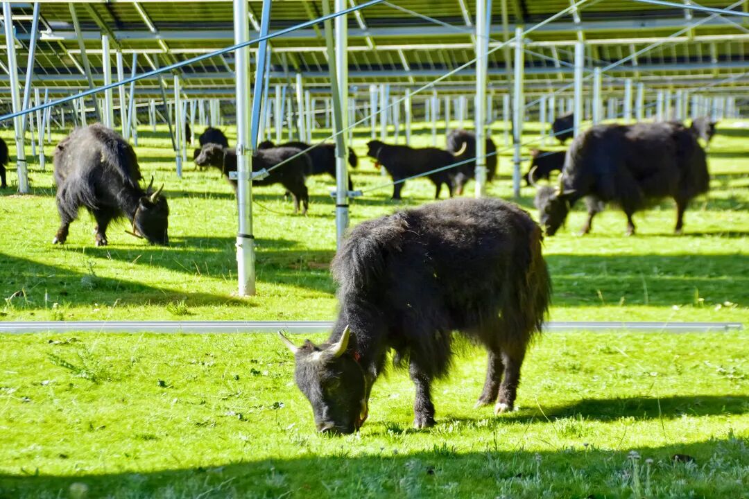 我国首个百万千瓦级高原山地光伏工程投运